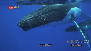 Humpback whale mother and young baby calf UW Close-up GENERAL BEHAVIOUR