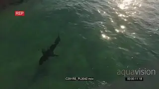 AERIAL Great white shark hunting patrolling along coastline GOOD LIGHT