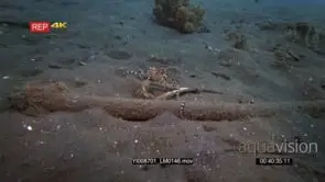 Slow motion shot of a Mimic octopus, Octopus sp19.
