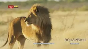 Male lion in savanna turning and look back