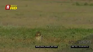Burrowing owl walking, fixing its feathers with claws, preening and looking around.
