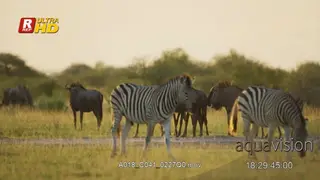 Herd of Zebra and Blue Wildebeest, fighting,mating behaviour,walking and standing.