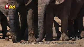 Close up shot of elephant herd's legs and elephant baby inside the legs