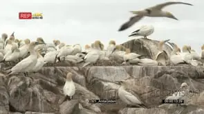 Northern gannet colony nesting on cliff watching over chicks