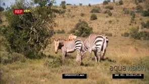 [2] Zebras Grazing Impala in the Background MWS