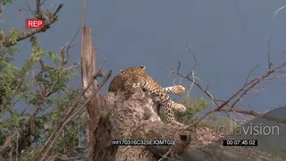Leopard sleeping on a dead tree bark wakes up looking at the camera and sleeps again LS.