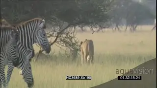 African lioness walking towards other lioness pride under bushes Zebra Springbok herds…