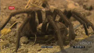 Baboon tarantula spider feeding on a prey FF GOOD LIGHT