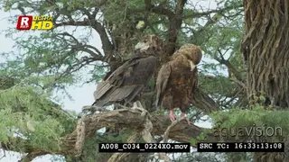 Two Bateleur eagles sitting on a tree branch and looking around.