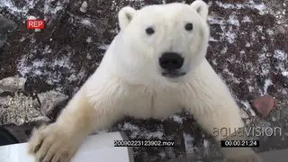 Polar bear investigating vehicle looking up into camera