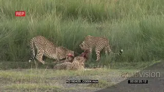 Cheetah female with two cubs eating from kill