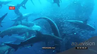 Blacktip Sharks and Cape Gannet feeding UW, attacking Sardine bait ball WS HAND
