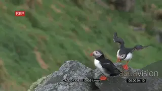 Puffin standing on a rock looking around and another landing next to it HA MLS