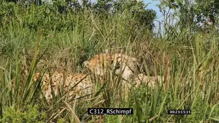 A pair of cheetahs resting on tall grass SCENIC