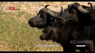 CU Shot of Cape Buffalo walking walking off from the camera