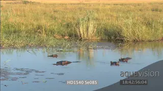 Hippos resting in water