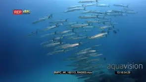 A large school of barracuda fish and a few surgeonfish pass in front of the camera