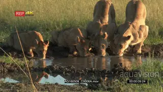 African Lions family of four drinking water from a small pool early in the morning light