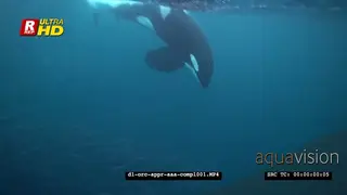 Orca Killer Whales chasing herring schools in noway UW