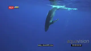 Humpback whale young calf swimming down to the mother SOCIAL BEHAVIOUR UW