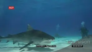 Tiger Sharks swimming between Scuba Divers UW