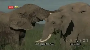 Three elephant eating and showing affection together