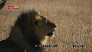 Close up super slow motion side view shot of the face of a male lion with its black mane.