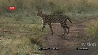 Serval male looking around and walking on road, towards camera