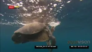 Green sea turtles mating near ocean surface