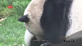 Giant Panda bear mother playing with the cub MCU GENERAL BEHAVIOUR