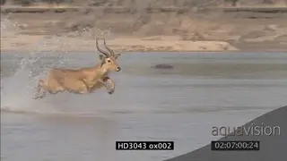 Puku jumping into Luangwa river crossing it swimming past resting Hippo pod and Nile.