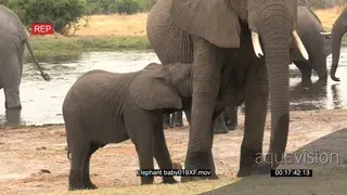 Elephant calf suckling from mother
