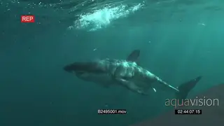 A pair of Great white sharks gently swimming underwater in ocean passing camera and each.