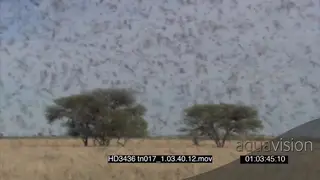 Swarm of Locusts flying around in frame Zoom in bushes in the BG