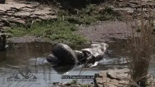 Indian Python killing and swallowing Spotted Deer in a pond LS