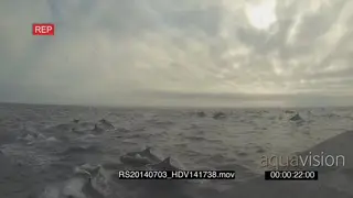 Common Dolphin pod porpoising across ocean above water HANDHELD