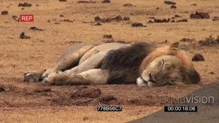 African male lion resting sleeping in rain