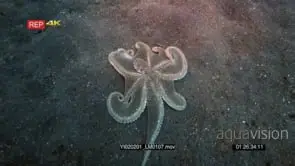 Tracking shot of a white net-Octopus, octopus sp2 moving over the sea sand