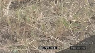 Mozambique Spitting Cobra crawling through grass MS PAN ZO LS