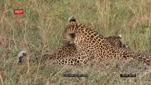 Mother Leopard Laying down with her Cubs Grooming one another