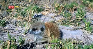 Baby meerkat digging searching for food