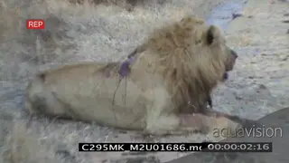Mapogo male lion resting and injured after a fight with the other male Mapogo lions