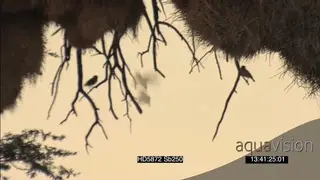 Sociable weavers flying in out of nest chambers sitting on branches scouting around