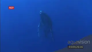 Humpback whale calf swimming up UW