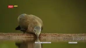 Medium close up of Emerald-spotted wood dove drinking