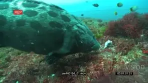 Potato Bass swimming underwater in ocean deep and feeding MLS TRA PAN HAND