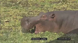Sequence of Hippos standing eating nile cabbage in river LS MS CU PAN