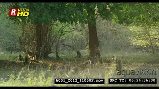 A Troop of Chacma baboon walking out of the frame, looking around and scouting.