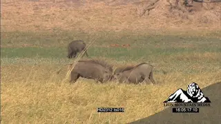 Warthogs joust, graze, walk and fight