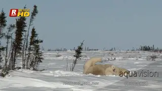 Adult female Polar bear laying down, resting and cubs climbing on top off her back.